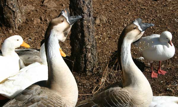 6-22-11 Daily Wildlife Picture Brown Chinese Geese