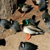 6-23-11 Daily Wildlife Picture Mallard Ducks and American Coots