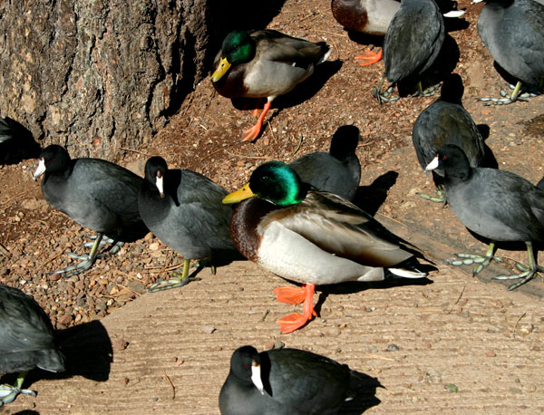 6-23-11 Daily Wildlife Picture Mallard Ducks and American Coots