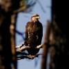 6-24-11 Daily Wildlife Picture Immature Bald Eagle Framed by Trees
