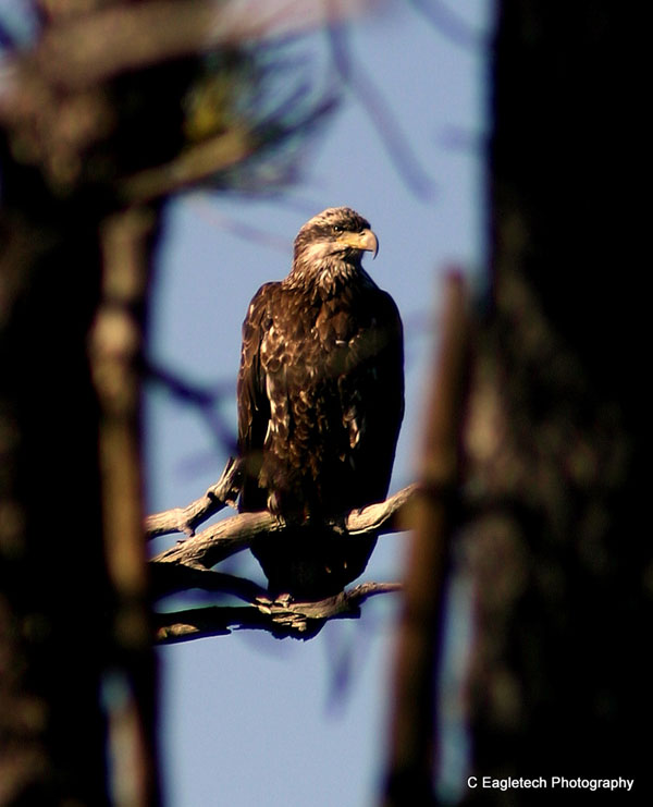 6-24-11 Daily Wildlife Picture Immature Bald Eagle Framed by Trees