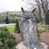 6-26-11 Daily Wildlife Picture Great Horned Owl Weathering Picture