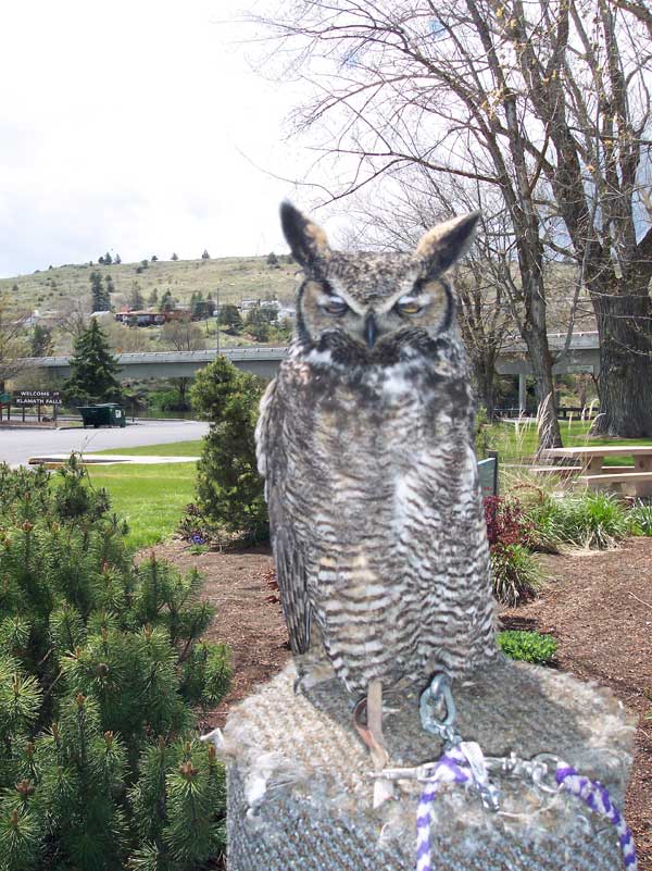 6-26-11 Daily Wildlife Picture Great Horned Owl Weathering Picture