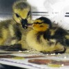 6-27-11 Daily Wildlife Picture Ducklings