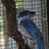 6-28-11 Daily Wildife Picture Scrub Jay