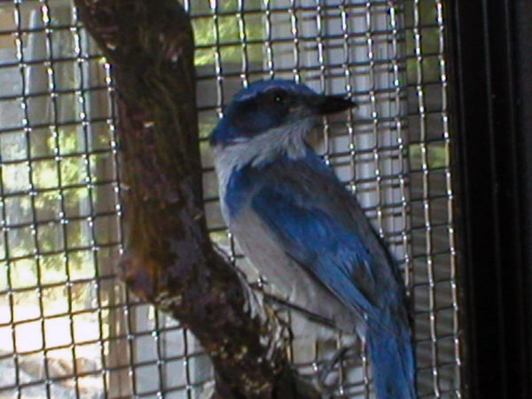 6-28-11 Daily Wildife Picture Scrub Jay