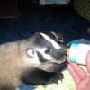 6-29-11 Daily Wildlife Picture Bottle Feeding Baby Badger