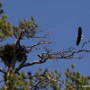 6-3-11 Daily Wildlife Picture Bald Eagle Nest