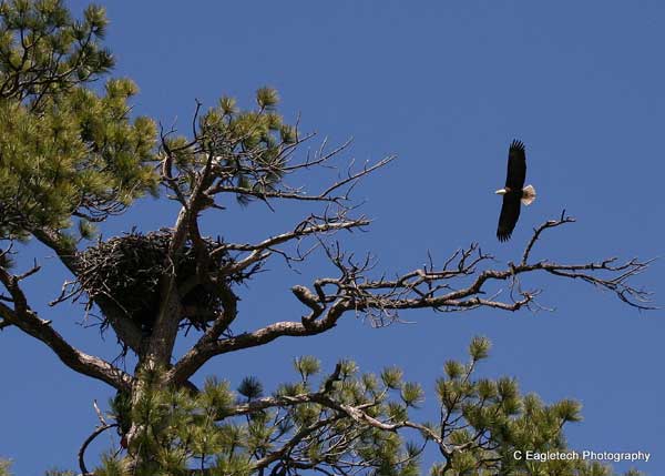 6-3-11 Daily Wildlife Picture Bald Eagle Nest