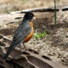 6-4-11 Daily Wildlife Picture Robin