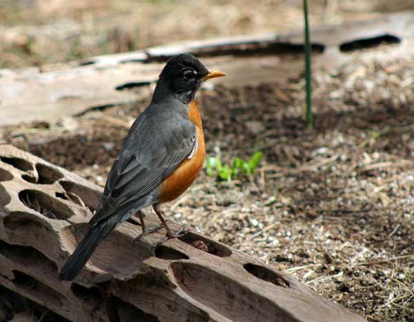 6-4-11 Daily Wildlife Picture Robin
