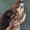 6-5-11 Daily Wildlife Picture Red Tailed Hawk