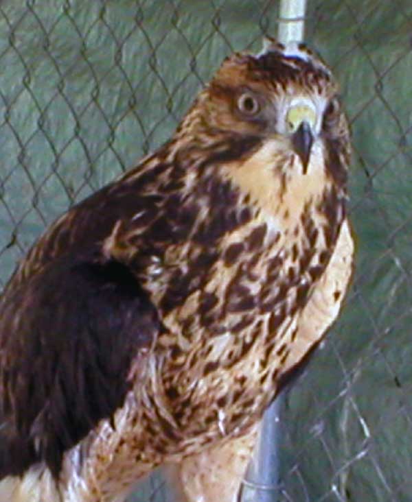 6-5-11 Daily Wildlife Picture Red Tailed Hawk