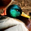 6-6-11 Daily Wildlife Picture Mallard Drake Napping