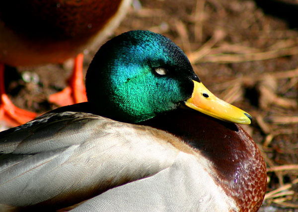 6-6-11 Daily Wildlife Picture Mallard Drake Napping