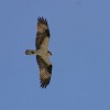 6-7-11 Daily Wildlife Picture Osprey