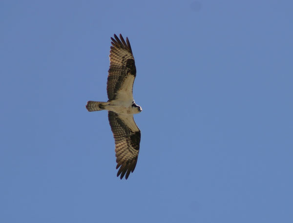 6-7-11 Daily Wildlife Picture Osprey