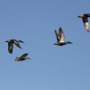 6-8-11 Daily Wildlife Picture Migrating Northern Shovelers