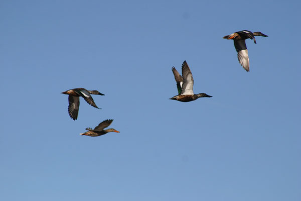 6-8-11 Daily Wildlife Picture Migrating Northern Shovelers