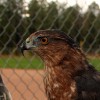 6-9-11 Daily Wildlife Picture Cooper's Hawk