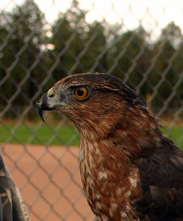 6-9-11 Daily Wildlife Picture Cooper's Hawk