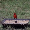 7-1-11 Daily Wildlife Picture Male Cardinal Getting A Snack