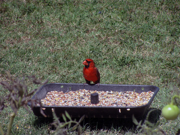 7-1-11 Daily Wildlife Picture Male Cardinal Getting A Snack