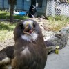 7-2-11 Daily Wildlife Picture Swainsons's Hawk In Your Face