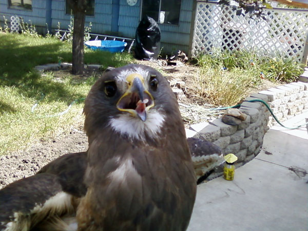 7-2-11 Daily Wildlife Picture Swainsons's Hawk In Your Face
