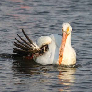 White Pelican injured by a shotgun blast - May 2011 Wildlife Rescue