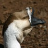 7-12-11 Daily Wildlife Picture Brown Chinese Goose Head