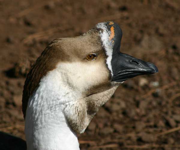 7-12-11 Daily Wildlife Picture Brown Chinese Goose Head