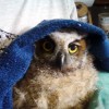 7-13-11 Daily Wildlife Picture Baby Great Horned Owl