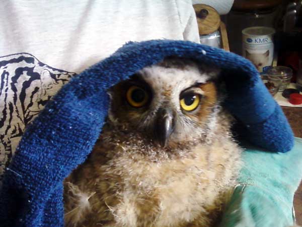 7-13-11 Daily Wildlife Picture Baby Great Horned Owl