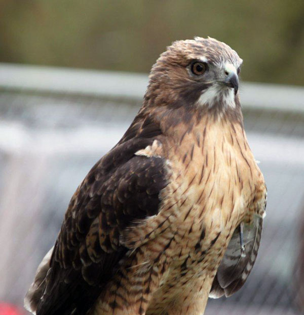 7-14-11 Daily Wildlife Picture Red-Tailed Hawk