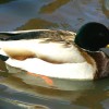 7-15-11 Daily Wildlife Picture Mallard Duck Swimming