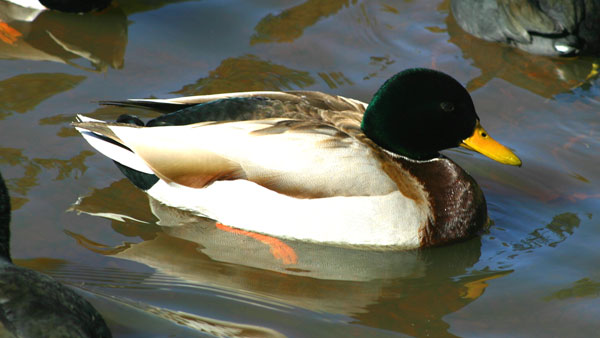 7-15-11 Daily Wildlife Picture Mallard Duck Swimming