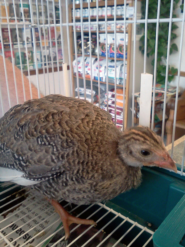 7-16-11 Daily Wildlife Picture Baby Pheasant