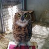7-17-11 Daily Wildlife Picture Juvenile Great Horned Owl