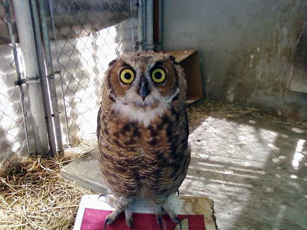 7-17-11 Daily Wildlife Picture Juvenile Great Horned Owl