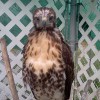 7-19-11 Daily Wildlife Picture Juvenile Red Tailed Hawk