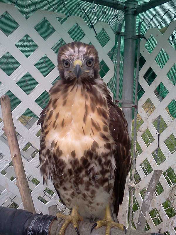 7-19-11 Daily Wildlife Picture Juvenile Red Tailed Hawk