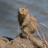 7-20-11 Daily Wildlife Picture Ground Squirrel