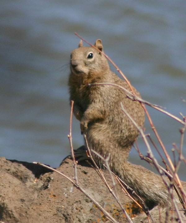 7-20-11 Daily Wildlife Picture Ground Squirrel