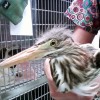 7-21-11 Daily Wildlife Picture Immature Black Crown Night Heron