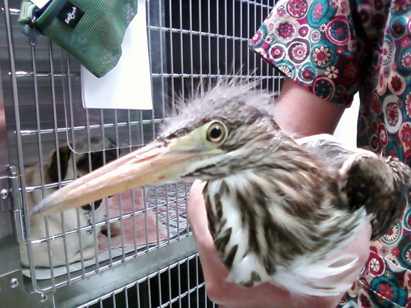 7-21-11 Daily Wildlife Picture Immature Black Crown Night Heron