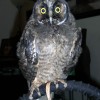 7-23-11 Daily Wildlife Picture Short Eared Owl
