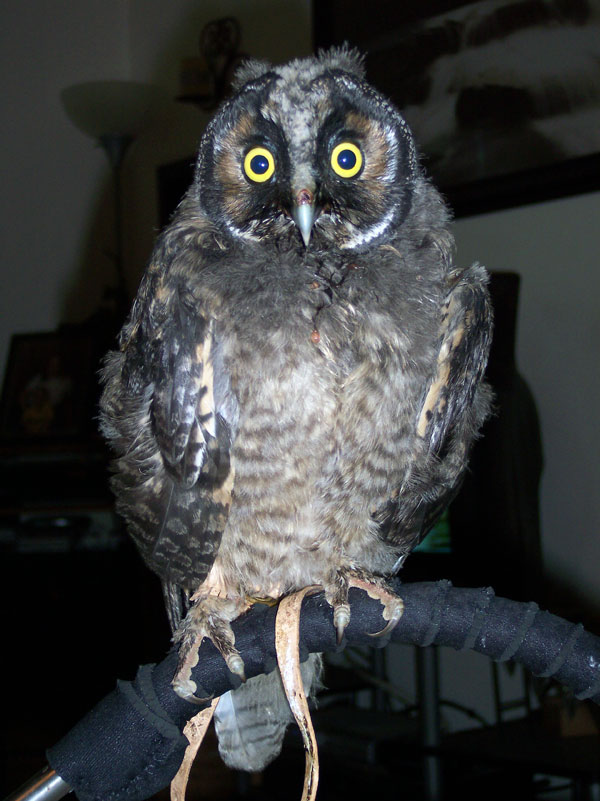 7-23-11 Daily Wildlife Picture Short Eared Owl