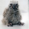7-24-11 Daily Wildlife Picture Great Horned Owl Fledgling