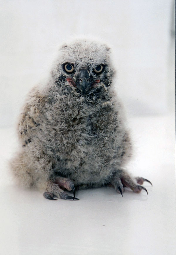 7-24-11 Daily Wildlife Picture Great Horned Owl Fledgling